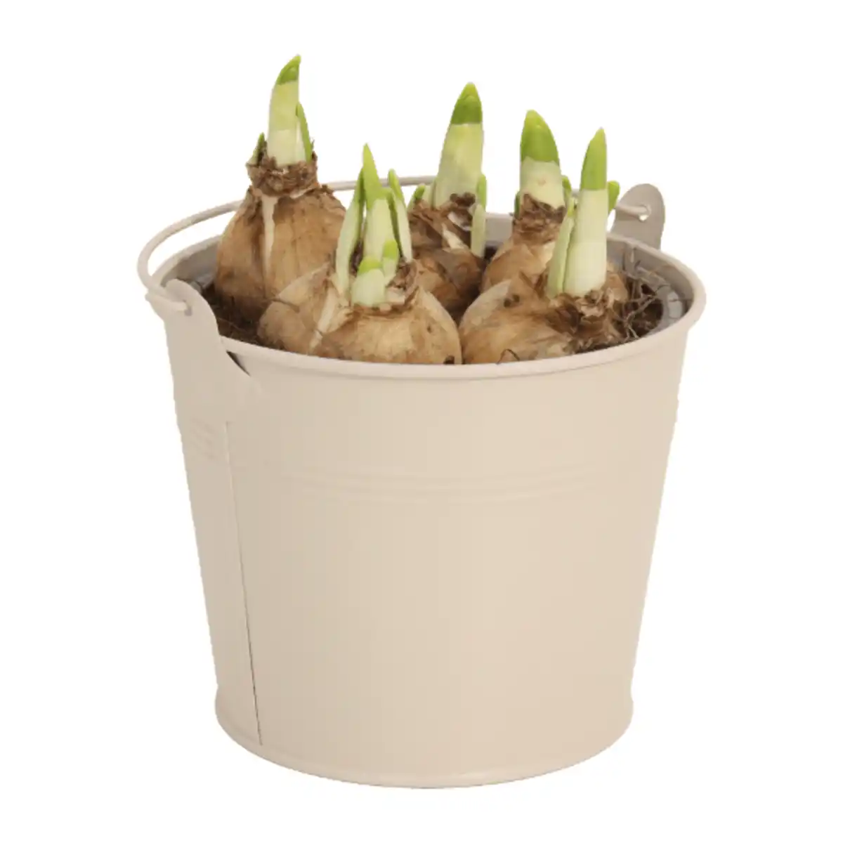 Bild 2 von GARDENLINE Blumenzwiebeln im Zinktopf