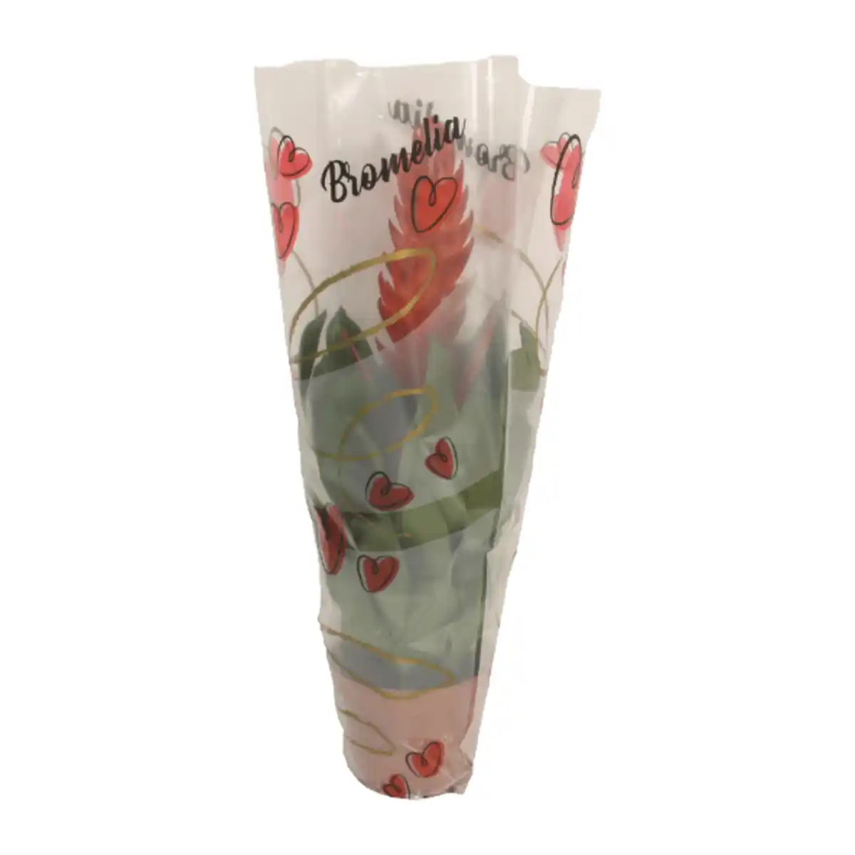 Bild 4 von GARDENLINE Guzmanie / Vriesea