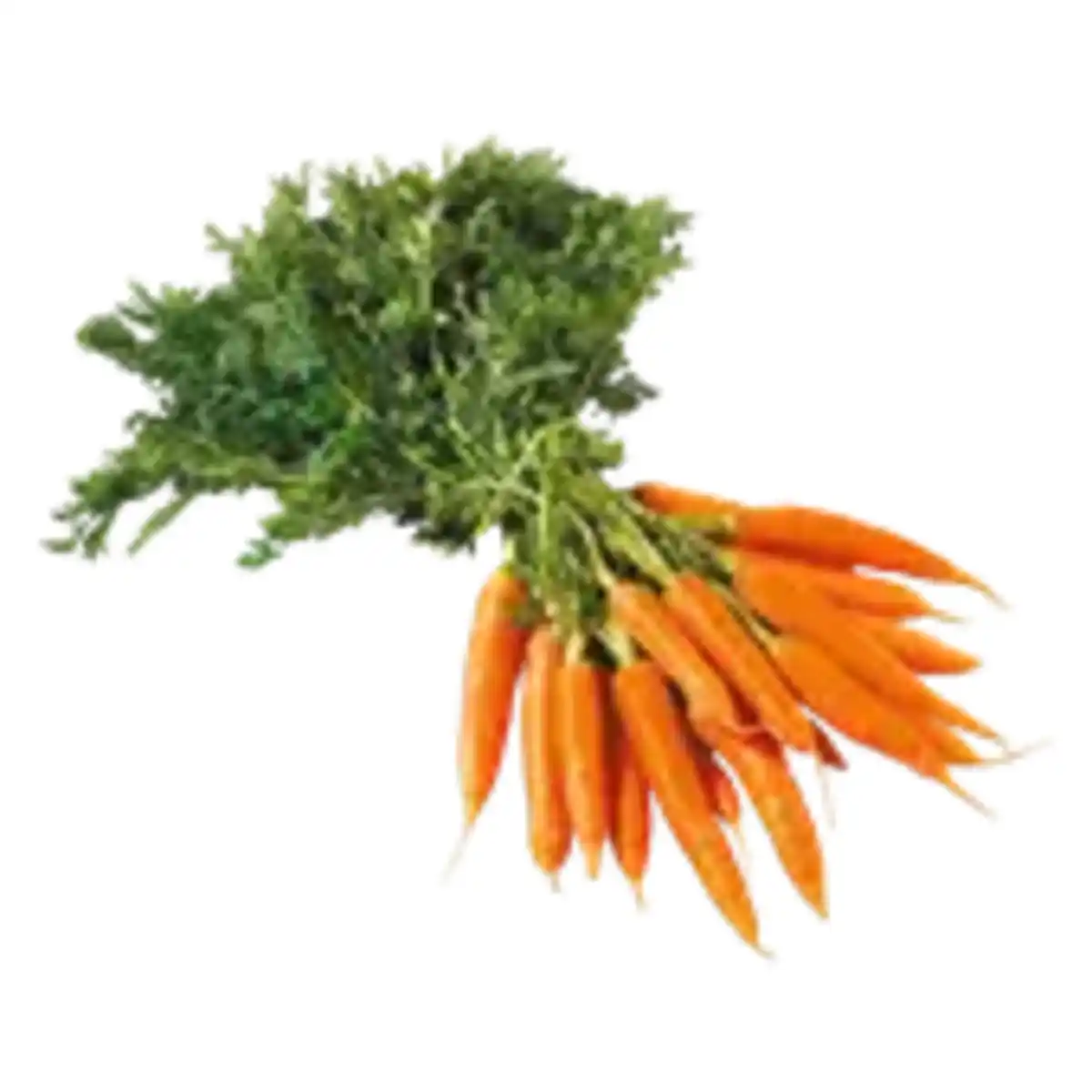 Bild 1 von Bundmöhren