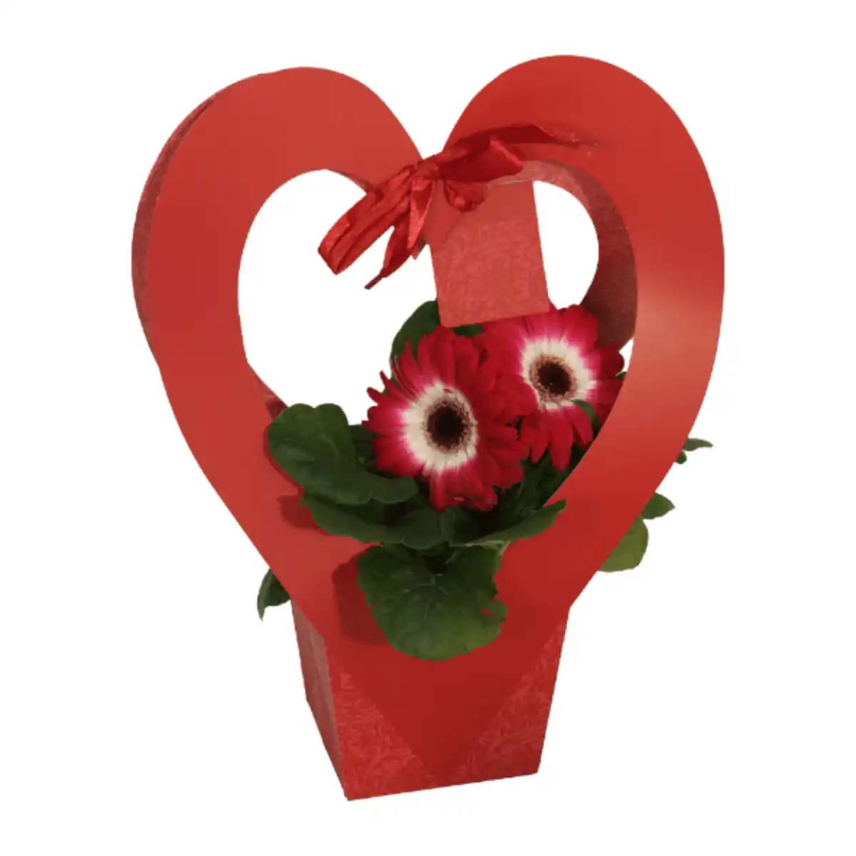 Bild 2 von GARDENLINE Blühpflanze