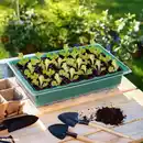 Bild 2 von GARDENLINE Anzucht-Starter-Set