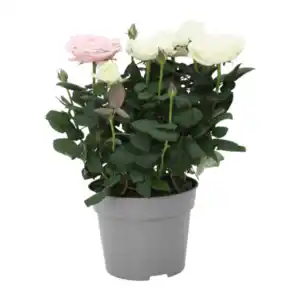 GARDENLINE Topfrosen „Dolce Amore“