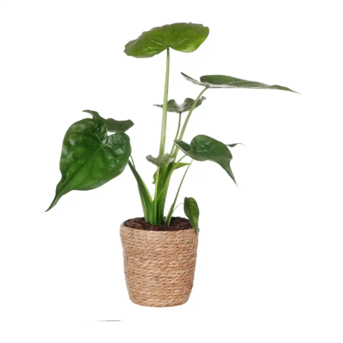 Bild 4 von GARDENLINE Grünpflanze