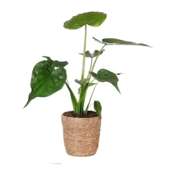 Bild 4 von GARDENLINE Grünpflanze