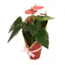Bild 3 von GARDENLINE Anthurie