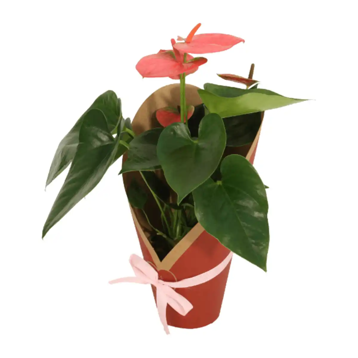 Bild 3 von GARDENLINE Anthurie