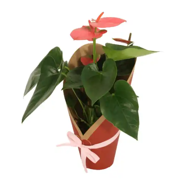 Bild 3 von GARDENLINE Anthurie