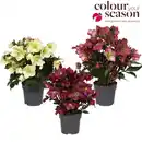 Bild 1 von Christrose Helleborus Sparkle 15 cm Topf
