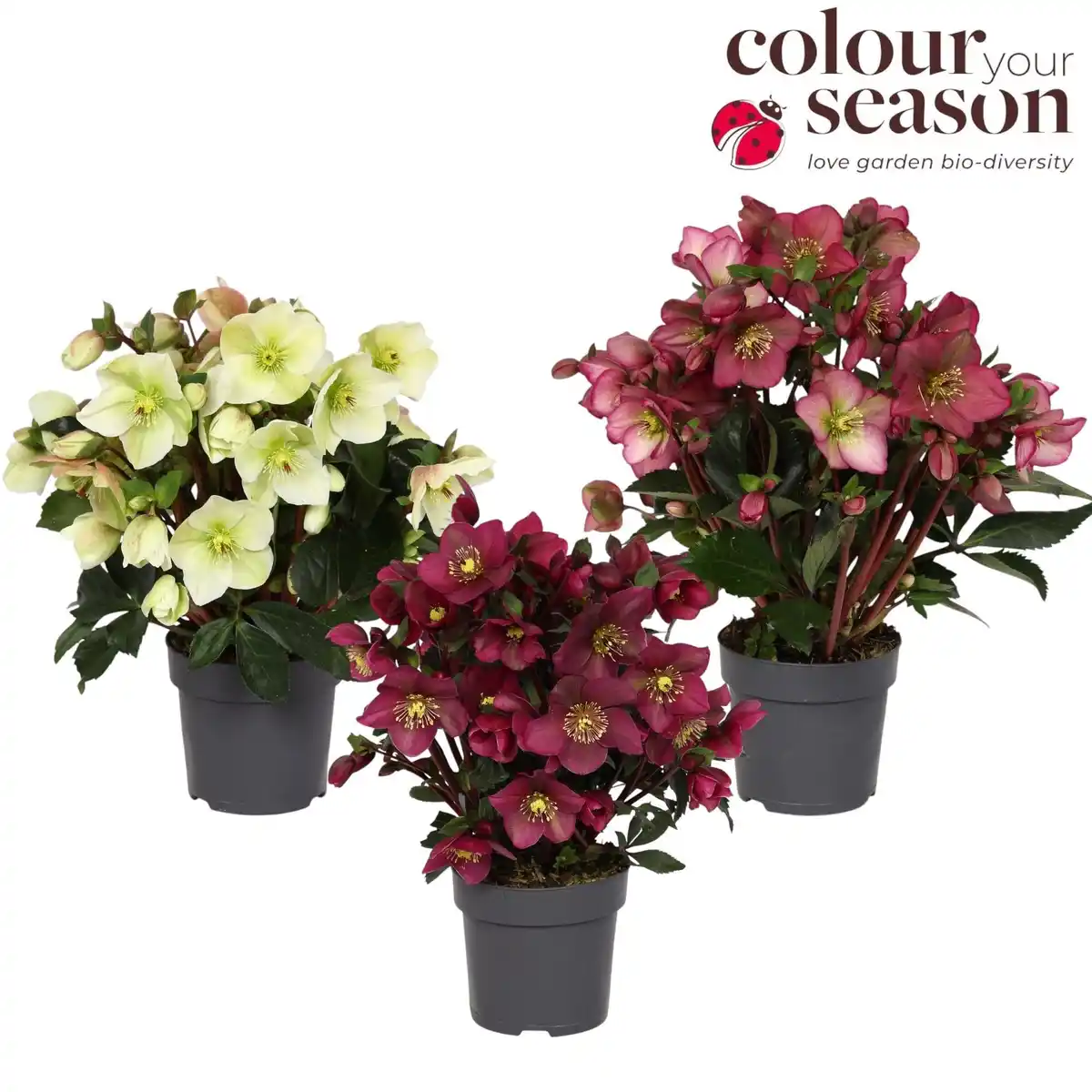 Bild 1 von Christrose Helleborus Sparkle 15 cm Topf