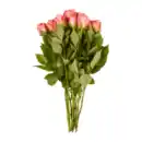 Bild 3 von GARDENLINE Fairtrade-Rosen