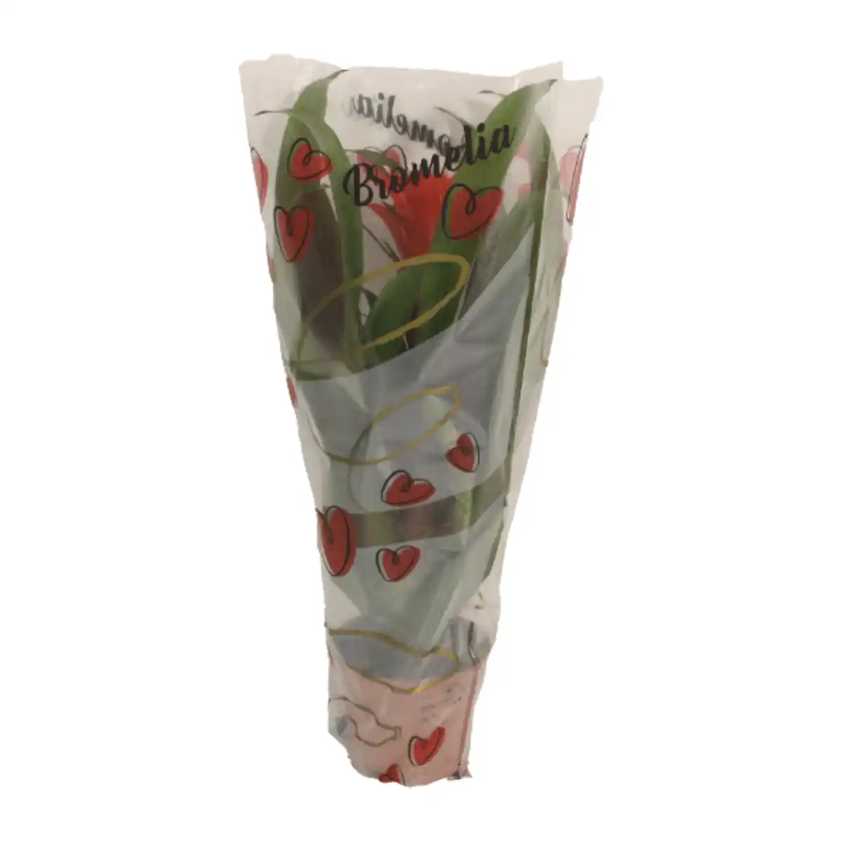 Bild 2 von GARDENLINE Guzmanie / Vriesea