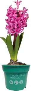 Zwiebelpflanzen im 9 cm Topf Hyazinthe Hyacinthus