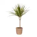 Bild 2 von GARDENLINE Grünpflanze