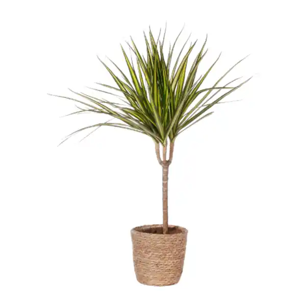 Bild 2 von GARDENLINE Grünpflanze