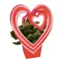 Bild 4 von GARDENLINE Blühpflanze