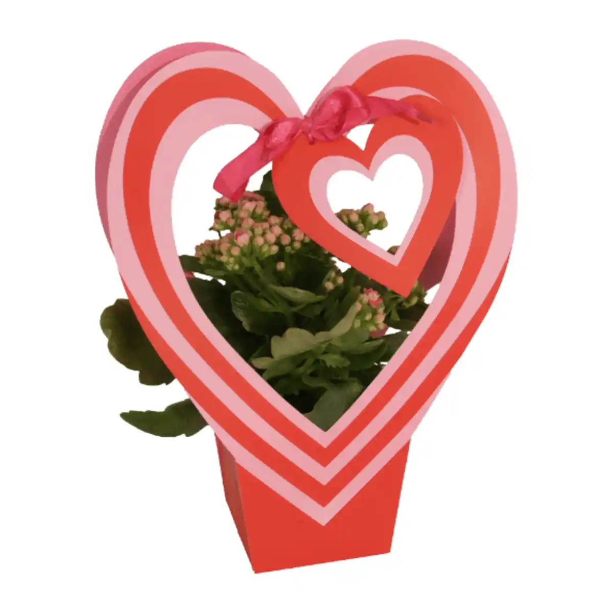 Bild 4 von GARDENLINE Blühpflanze