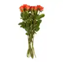 Bild 4 von GARDENLINE Rosen