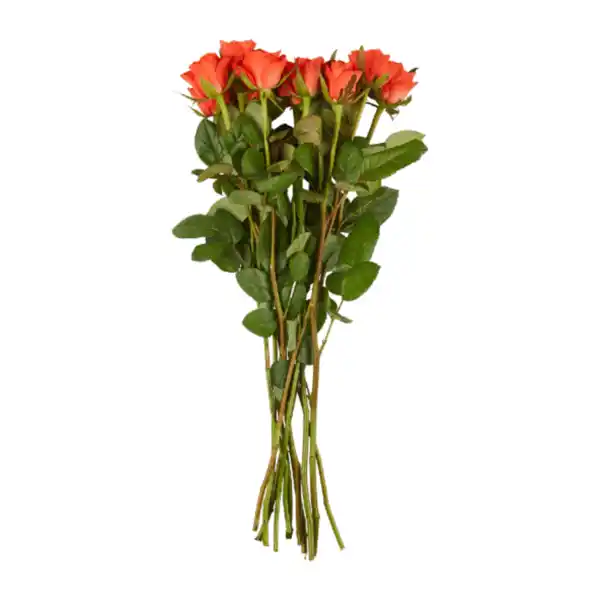 Bild 4 von GARDENLINE Rosen