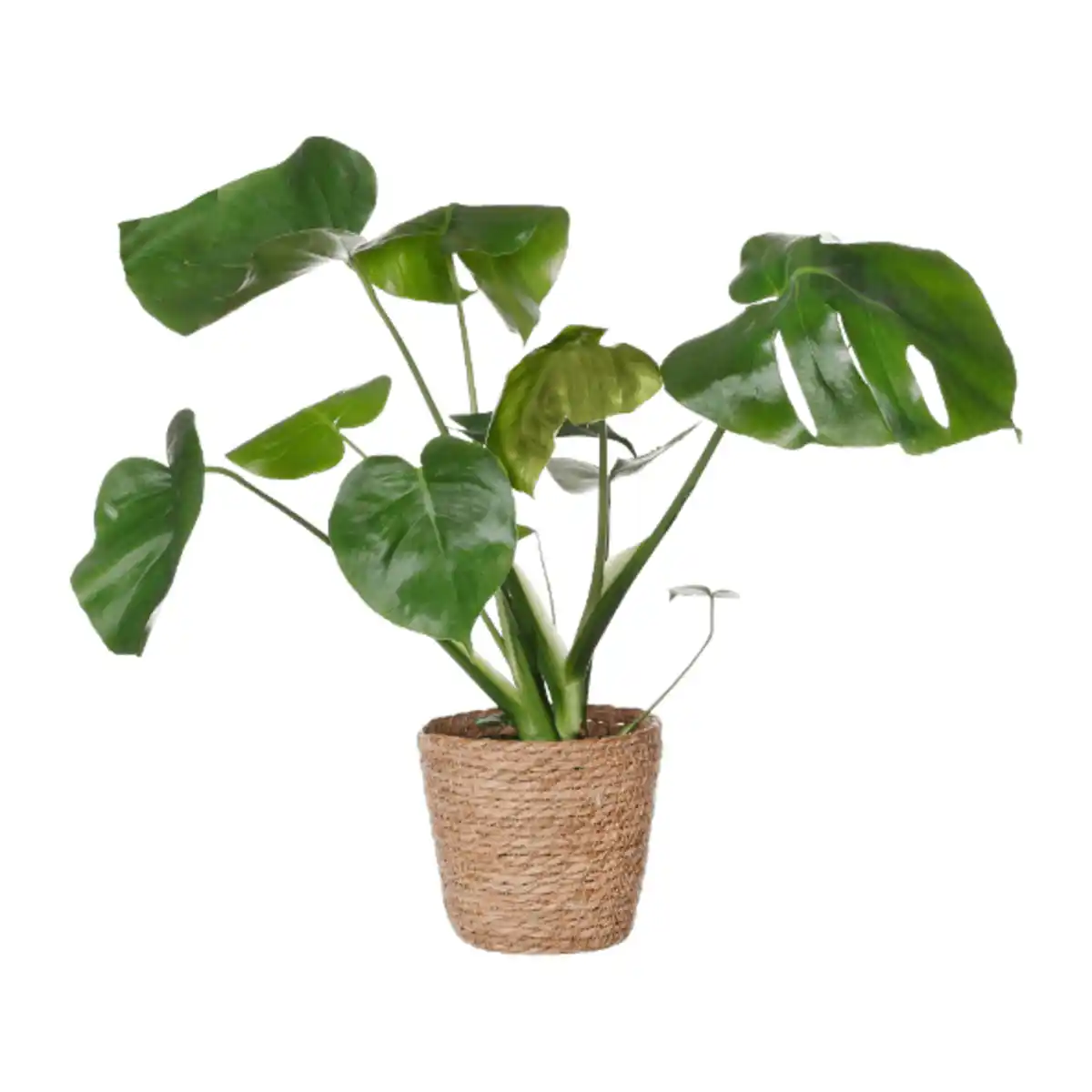 Bild 3 von GARDENLINE Grünpflanze