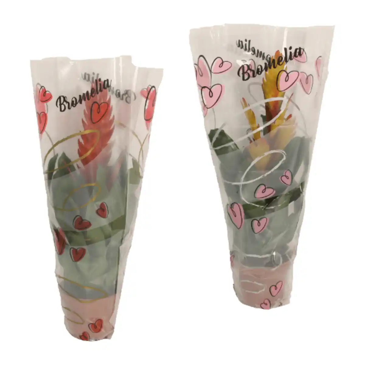 Bild 1 von GARDENLINE Guzmanie / Vriesea