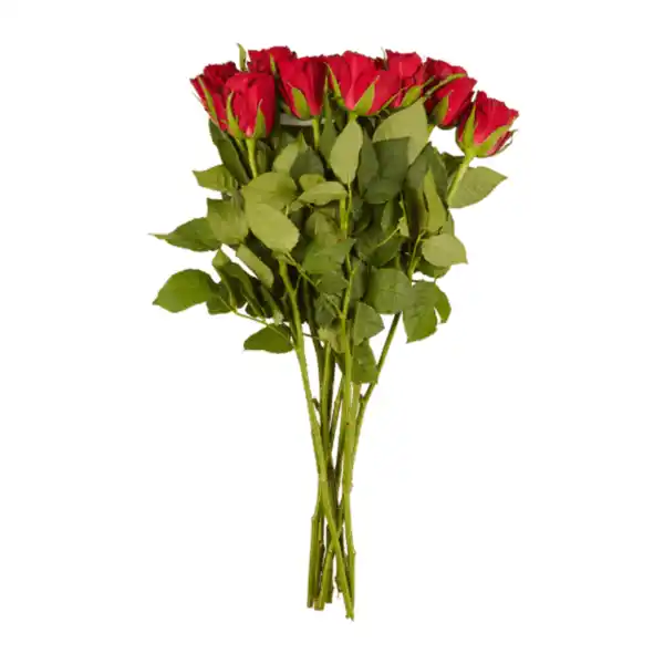 Bild 2 von GARDENLINE Fairtrade-Rosen