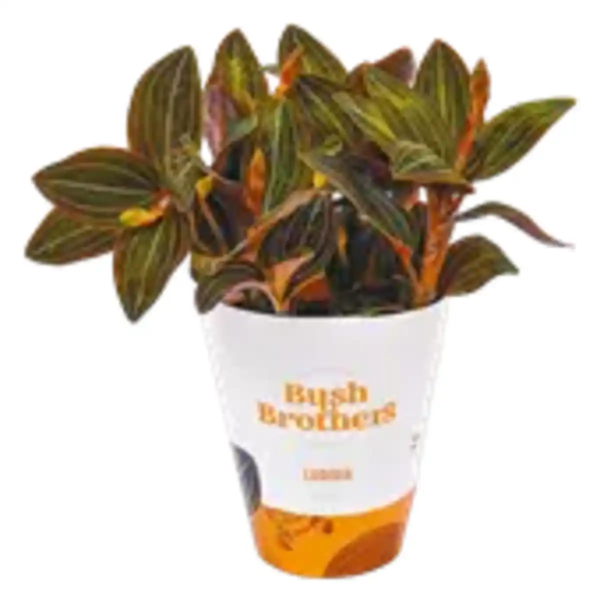 Bild 1 von Erdorchidee „Ludisia discolor“