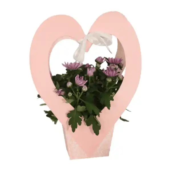 Bild 3 von GARDENLINE Blühpflanze