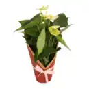 Bild 4 von GARDENLINE Anthurie