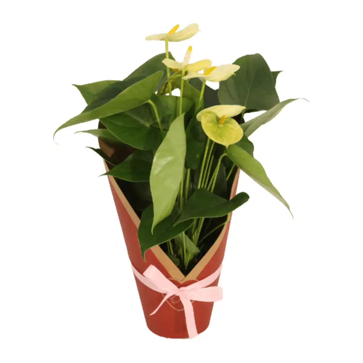 Bild 4 von GARDENLINE Anthurie