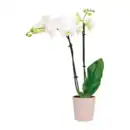 Bild 2 von GARDENLINE Phalaenopsis