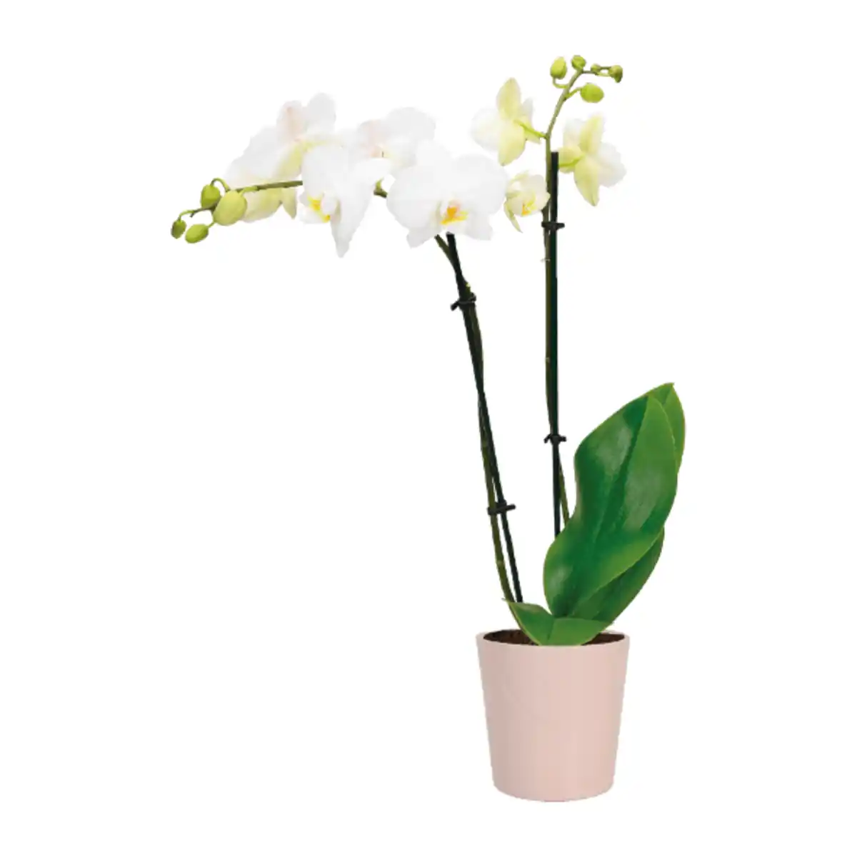 Bild 2 von GARDENLINE Phalaenopsis