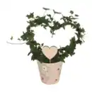 Bild 3 von GARDENLINE Efeuherz