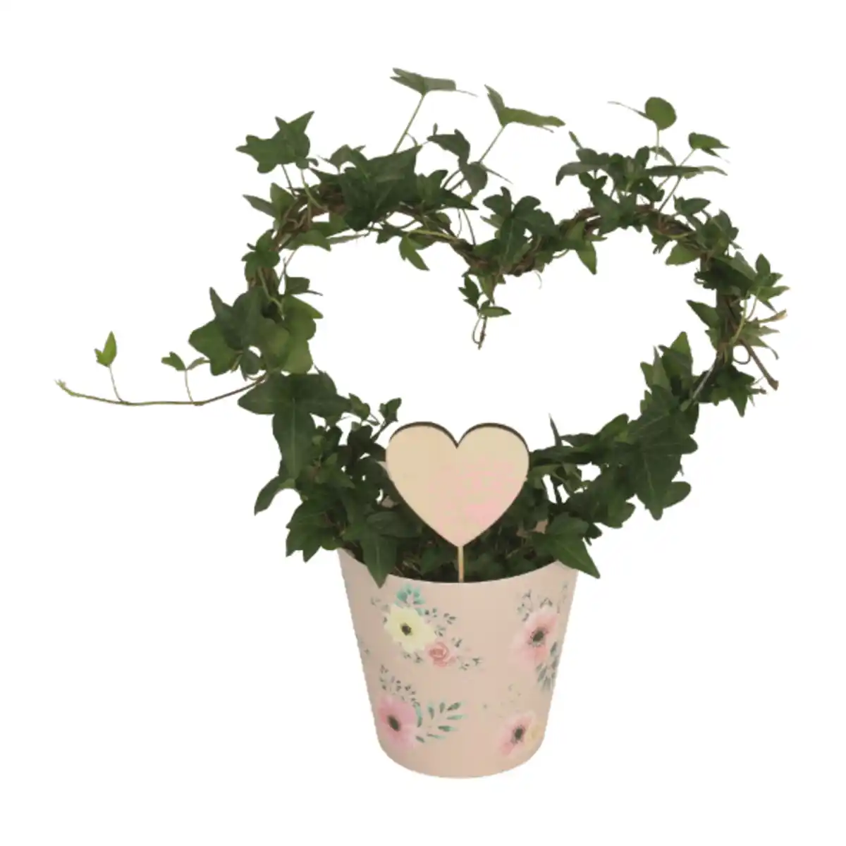 Bild 3 von GARDENLINE Efeuherz