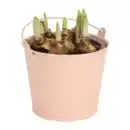 Bild 3 von GARDENLINE Blumenzwiebeln im Zinktopf