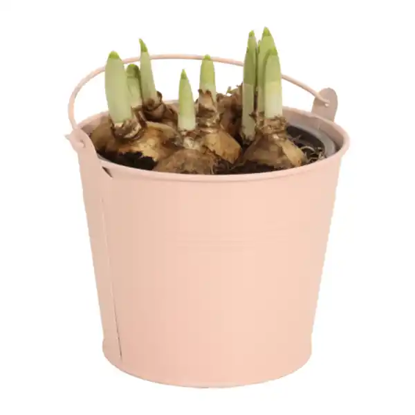 Bild 3 von GARDENLINE Blumenzwiebeln im Zinktopf