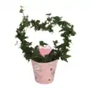 Bild 2 von GARDENLINE Efeuherz