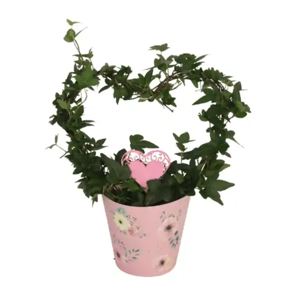 Bild 2 von GARDENLINE Efeuherz