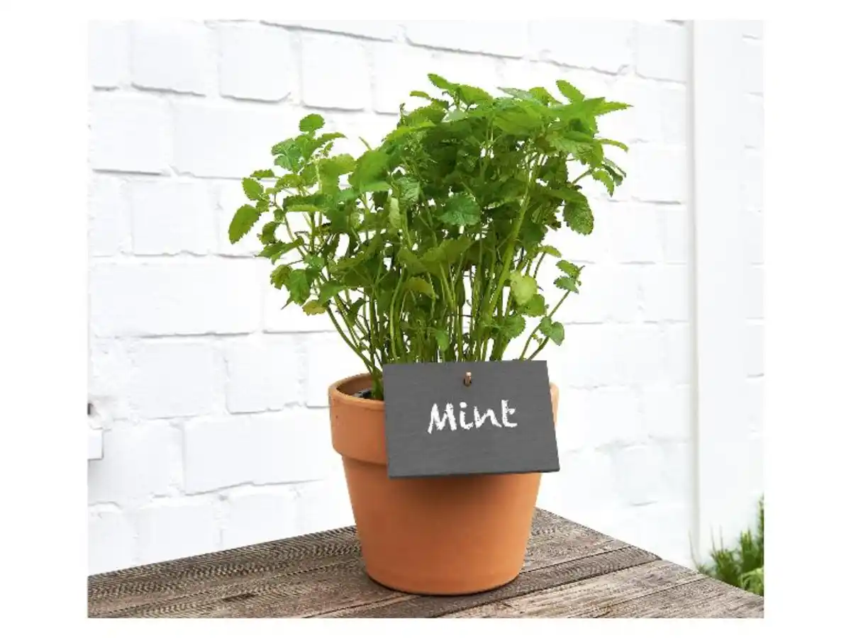 Bild 3 von PARKSIDE® Pflanzenstecker, inkl. Kreide