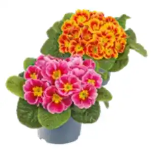 Primeln in Sonderfarben