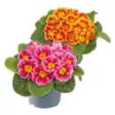 Bild 1 von Primeln in Sonderfarben