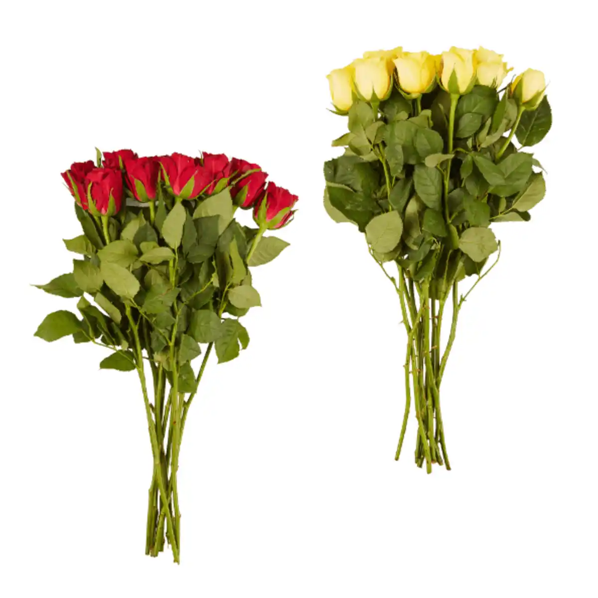 Bild 1 von GARDENLINE Fairtrade-Rosen