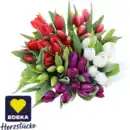 Bild 1 von Tulpen****