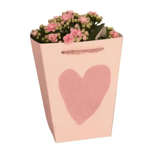 Bild 3 von GARDENLINE Kalanchoe