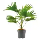 Bild 1 von Schirmpalme „Livistona rotundifolia“