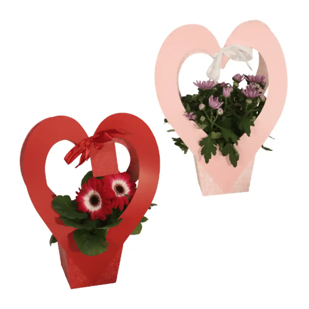 Bild 1 von GARDENLINE Blühpflanze