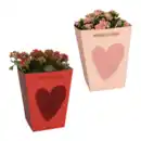 Bild 1 von GARDENLINE Kalanchoe