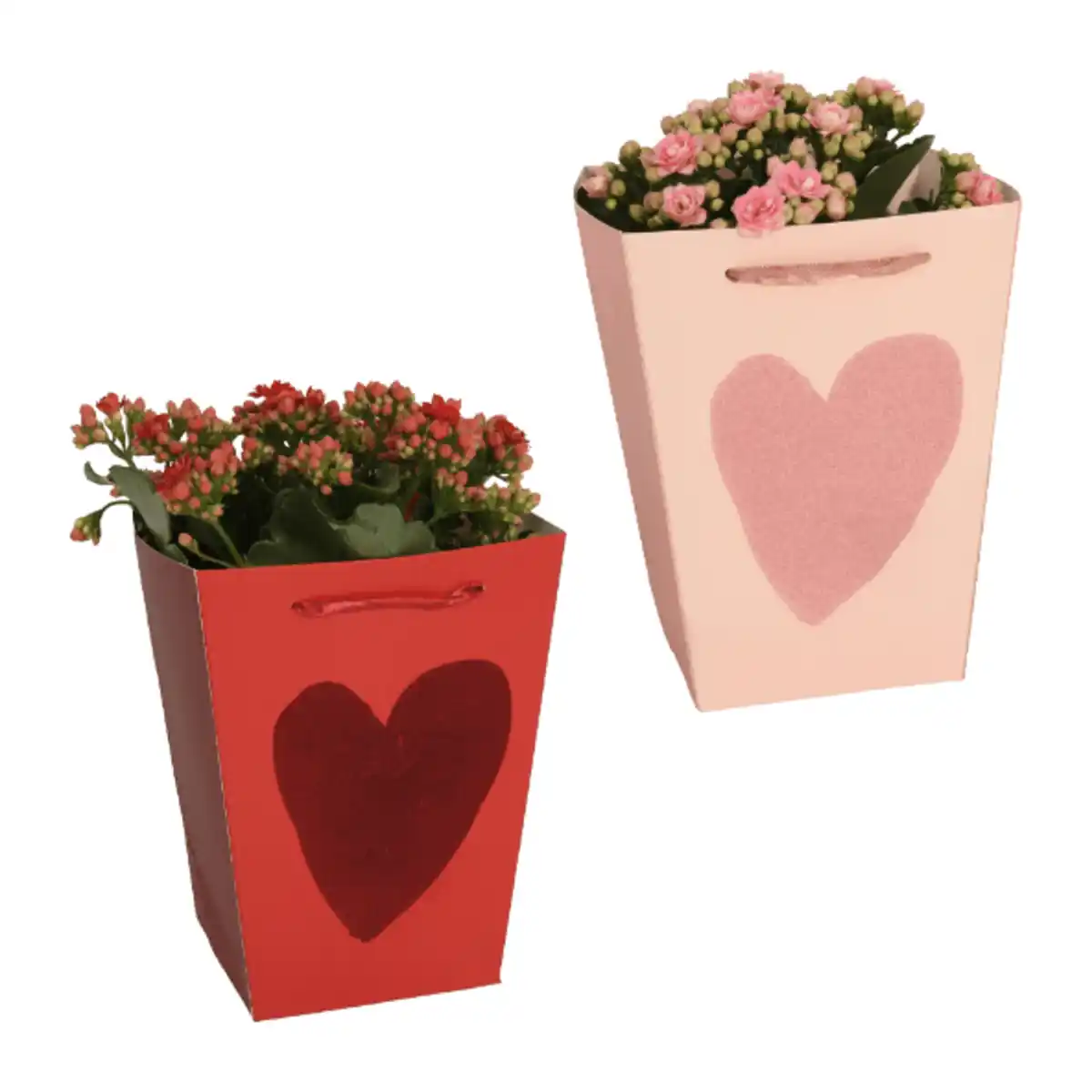 Bild 1 von GARDENLINE Kalanchoe