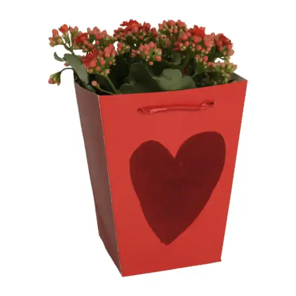 Bild 2 von GARDENLINE Kalanchoe