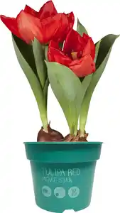 Zwiebelpflanzen im 9 cm Topf Tulpen Tulipa