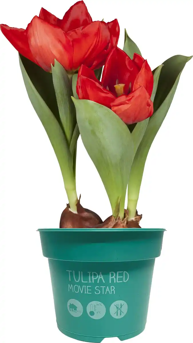 Bild 1 von Zwiebelpflanzen im 9 cm Topf Tulpen Tulipa